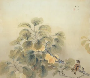 Rainy Season
